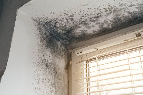 Affordable Mold Testing solutions in Liberty Hill, TX